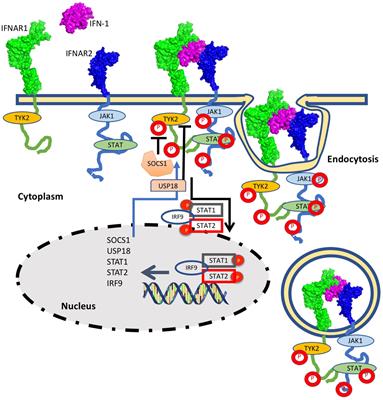 The Role of Type I Interferons in the Pathogenesis and Treatment of COVID-19